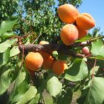 Kajsija Novosadska kasnocvetna