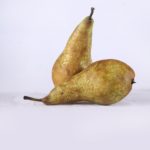 Vocne sadnice - kruska Konferans