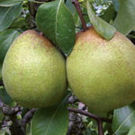 Vocne sadnice kruske - Krasanka