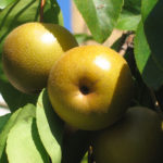 Japanska kruska - Kumoi