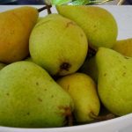 Sadnice kruske - Vodenjača