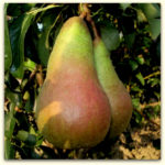 Sadnice kruske Abate fetel