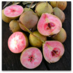 Vocne sadnice kruske - Lubenicarka