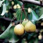 Sadnice voca - kruska Karamanka