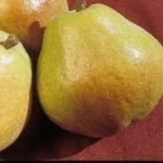 Vocne sadnice kruske Kiferova citronka