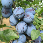 Sadnice voca sljiva - Cacanska lepotica