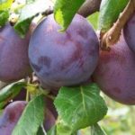 Sorta sljive - Ana Spart