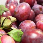 Sadnice sljive - Avalon