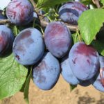 Vocne sadnice sljive - Čacanska rodna