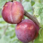 Sadnice šljive - Ekskalibur