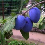 Sorte sljive - Grose Felicija