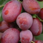 Sadnice voca - šljiva Jubileum