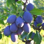 Sadnice voća - šljiva Kalifornijska plava