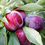 Sadnice voca - sljiva Prezident