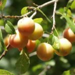 Sadnice šljive - Ruska Džanarika