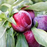 Vocne sadnice sljive - Rutgešteter