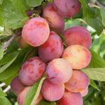 Sorta sljive - Viktorija