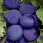 Sadnice šljive - Jojo