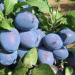 Sadnice voca sljive - Čačanska najbolja