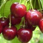 Vocne sadnice tresnje - Hedelfingerova