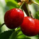 Sadnice tresnje - Lionska rana