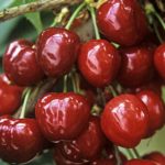 Sadnice trešnje - Primavera