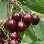 Sadnice tresnje - Regina