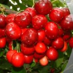 Sadnice voca - Tresnja Stela