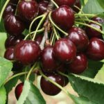 Vocne sadnice tresnje - Sunburst