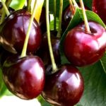 Sadnice trešnje - Burlat