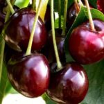 Sadnice voca - visnja Šumadinka