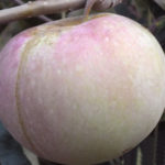 Stare sorte sadnice jabuke - Senabija