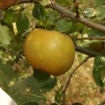  Stare sorte jabuke - Kožara