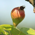 Stare sorte - kruska Takuša