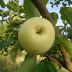 Stare sorte - Petrovaca