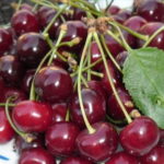 Stare sorte sadnice visnje