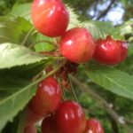 Stare sorte sadnice tresnje - Đurđevka