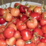 Stare sorte tresnje - Rušt