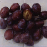 Stare sorte sadnice sljive - Crvena ranka