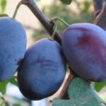 Stare sorte sadnice sljive - Požegača