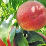 Vocne sadnice - breskva Krest Haven