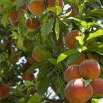 Sadnice breskva - Haleova Pozna