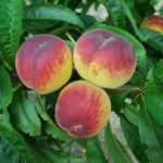 Sadnice breskve - Diksired