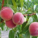 Vocne sadnice - breskva Kardinal