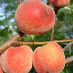 Sorta breskve - Springtime