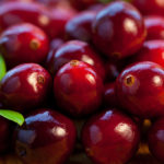 Sadnice voca - brusnica Red Howes