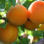 Sorta kajsije - Madjarska rana