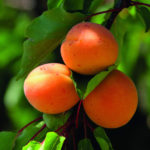 Sorta kajsije - Madjarska najbolja