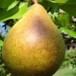 Sadnice voca kruske - Kleržo