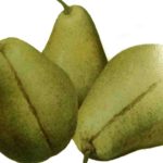 Sadnice kruske - Kaludjerka